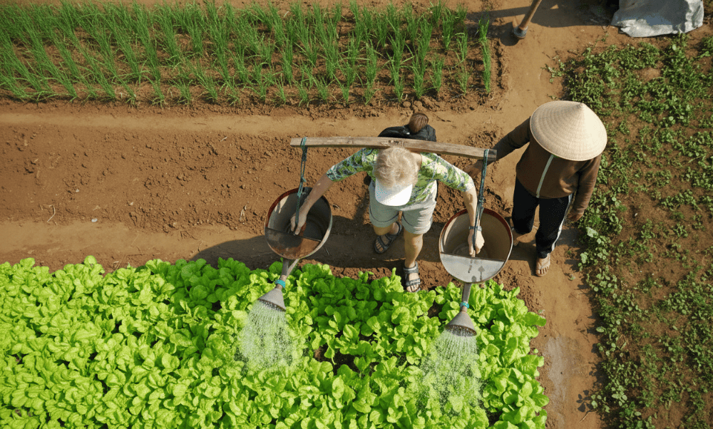 At Tra Que Vegetable Village, you can experience being a real farmer for a day